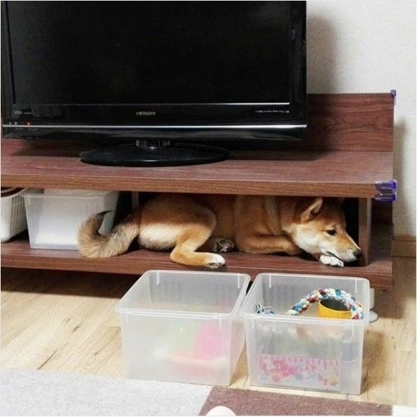 隠れられていないワンコ