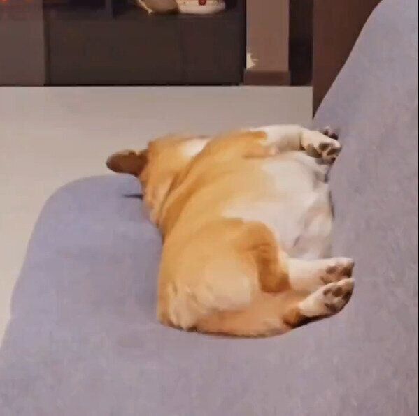 犬の月姫ちゃん