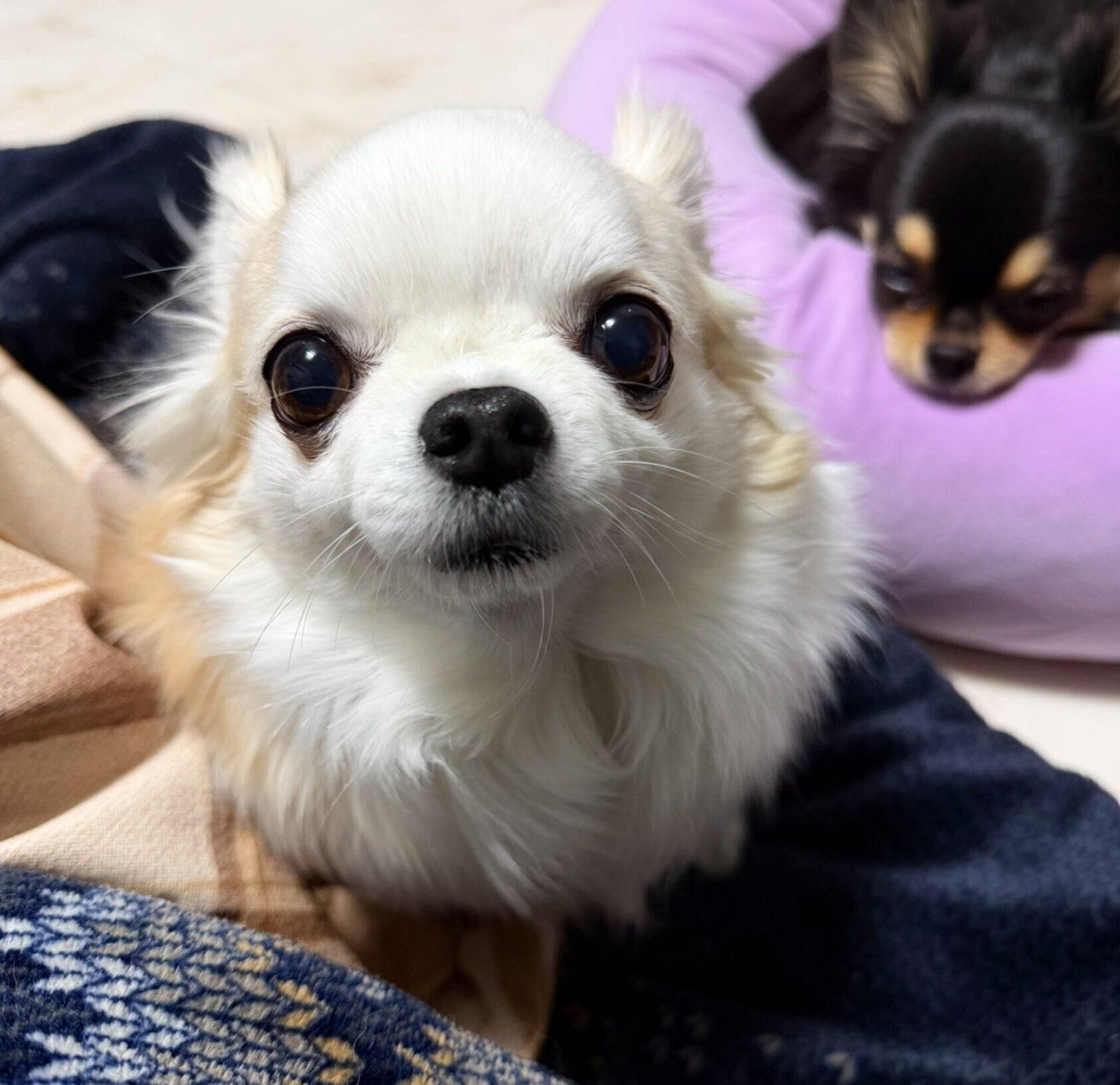 見つめる小羽ちゃん