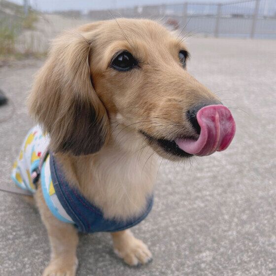 ミニチュア・ダックスフンドのはなちゃん♪