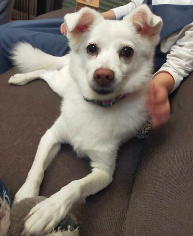 カメラのほうを見つめるシャンピィちゃん