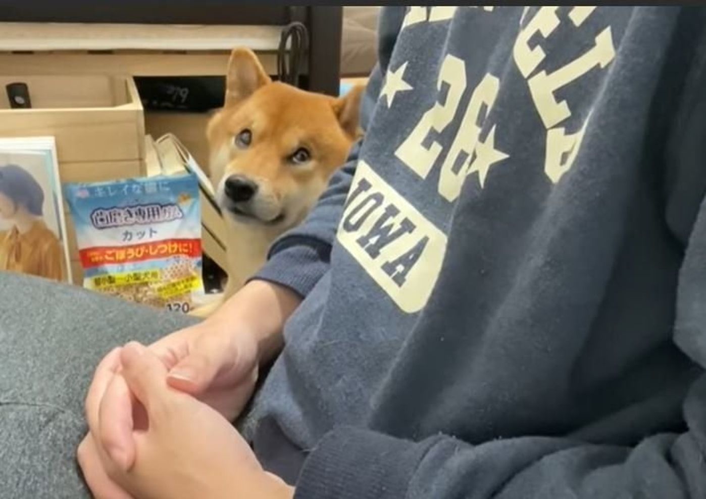 おねだりをマスターした柴犬 でも持続はしないので いぬのきもちweb Magazine おねだりをマスターした柴犬 でも持続はしないので いぬのきもちweb Magazine