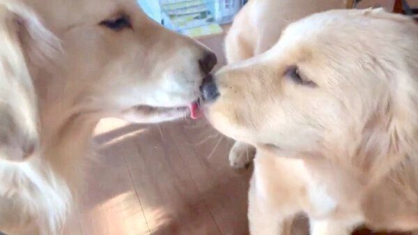 口のまわりについたヨーグルトを舐め合うノアちゃんとアリーちゃん