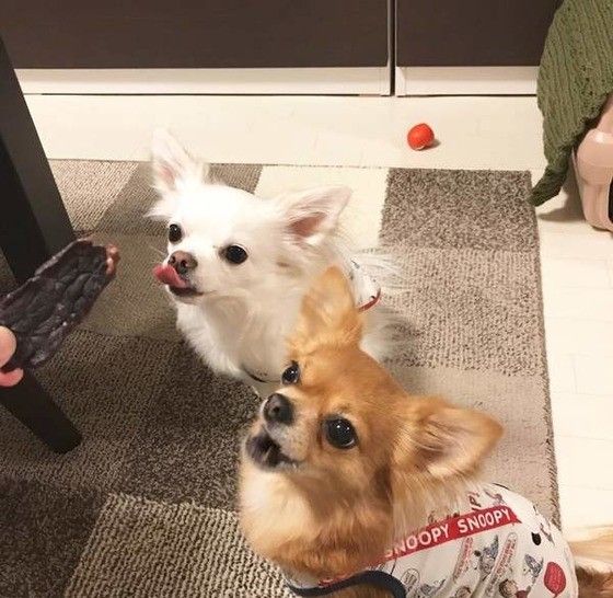 ゴハンを待つチワワ