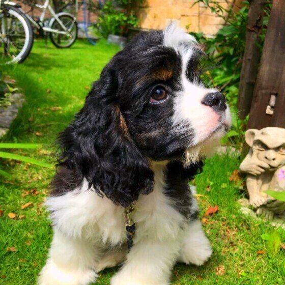 見上げるアメリカン・コッカー・スパニエル