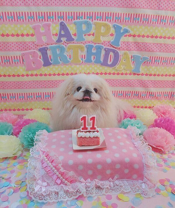 11才の誕生日を迎えたうにちゃん
