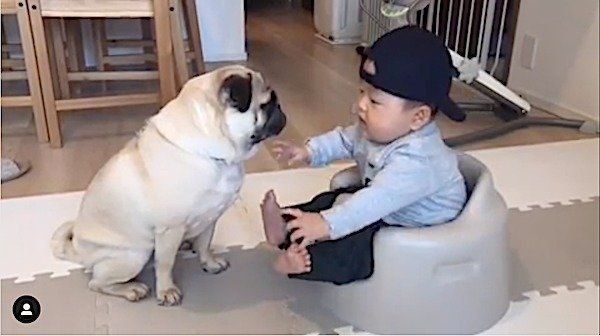 仲良しなパグと赤ちゃん