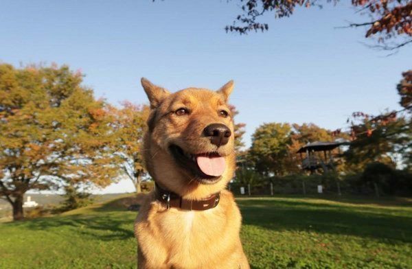 雑種の麦ちゃん