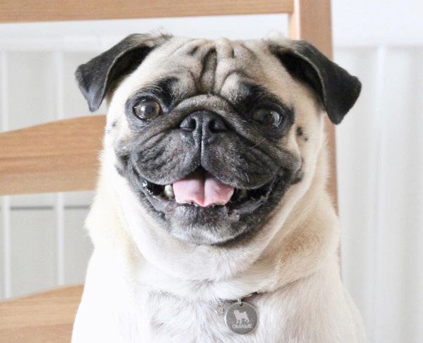 パグのおまめちゃん