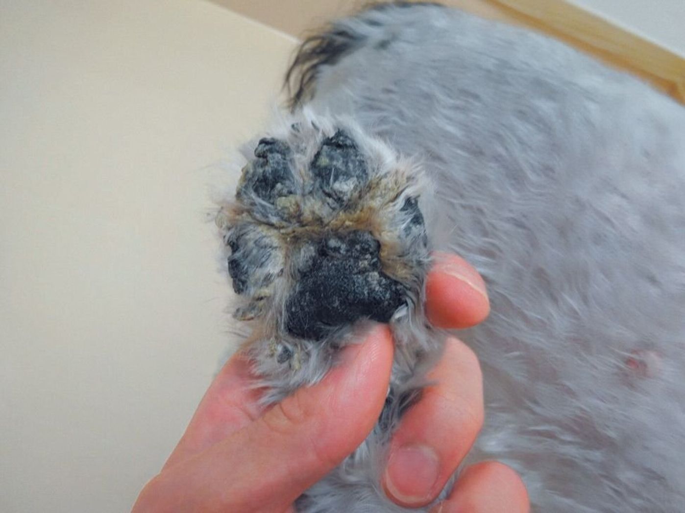 冬の大敵 乾燥 で起こる犬の病気 トラブル5選 いぬのきもちweb Magazine 冬の大敵 乾燥 で起こる犬の病気 トラブル5選 いぬのきもちweb Magazine