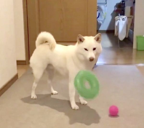 遊んでくれないチョビちゃん