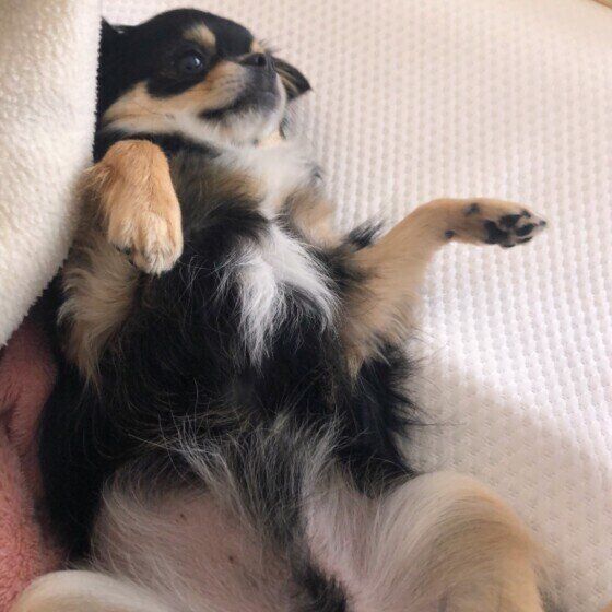 チワワの小鉄くん