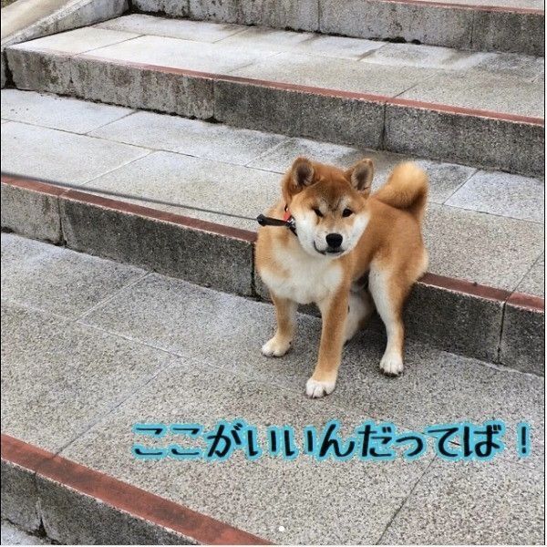 柴犬