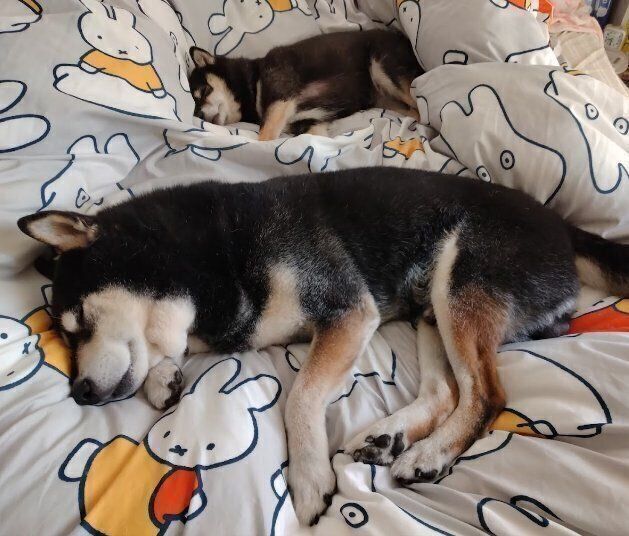 仲よく眠る、星丸くんと月子ちゃん