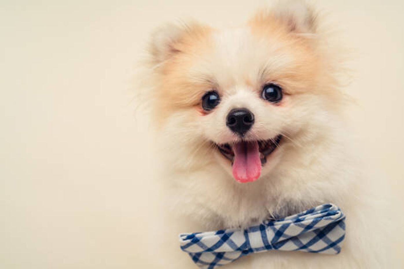 犬のレンタルについて お散歩やお泊り体験ができるお店 注意点とは いぬのきもちweb Magazine 犬のレンタルについて お散歩やお泊り体験ができるお店 注意点とは いぬのきもちweb Magazine