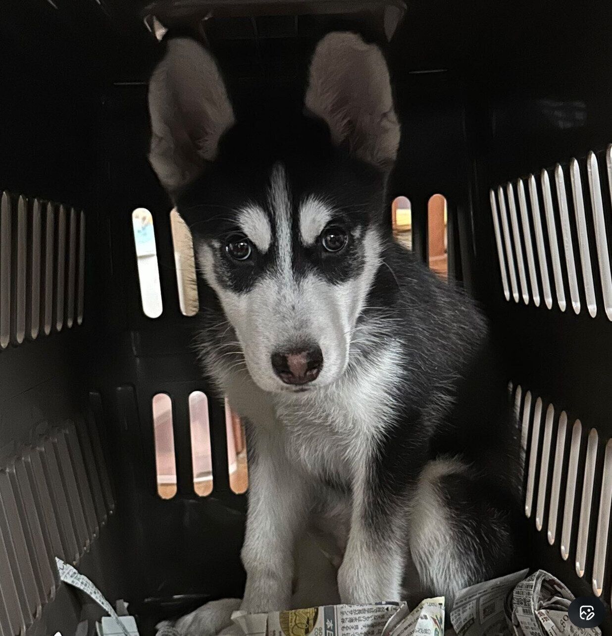 お迎え初日に撮影したカイくん