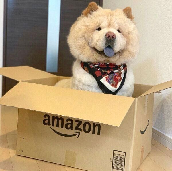 ダンボールの中に入るくり蔵くん