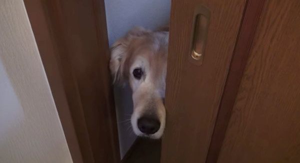 お風呂を覗くゴールデン・レトリーバー