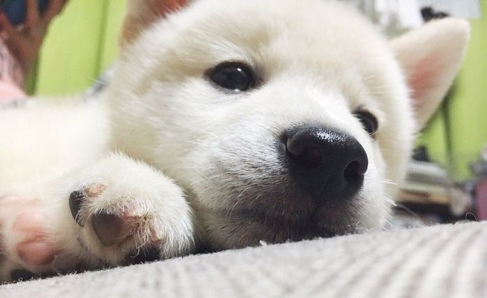 生後3カ月半の柴犬