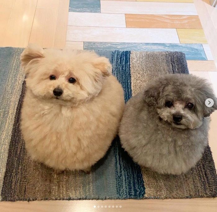 パパさんのことを玄関で見送るこあちゃん、ミロちゃん