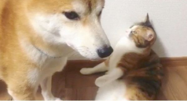 同居猫を横目で見る柴犬