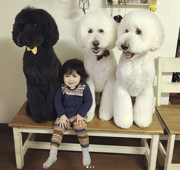 スタンダード・プードルと女の子