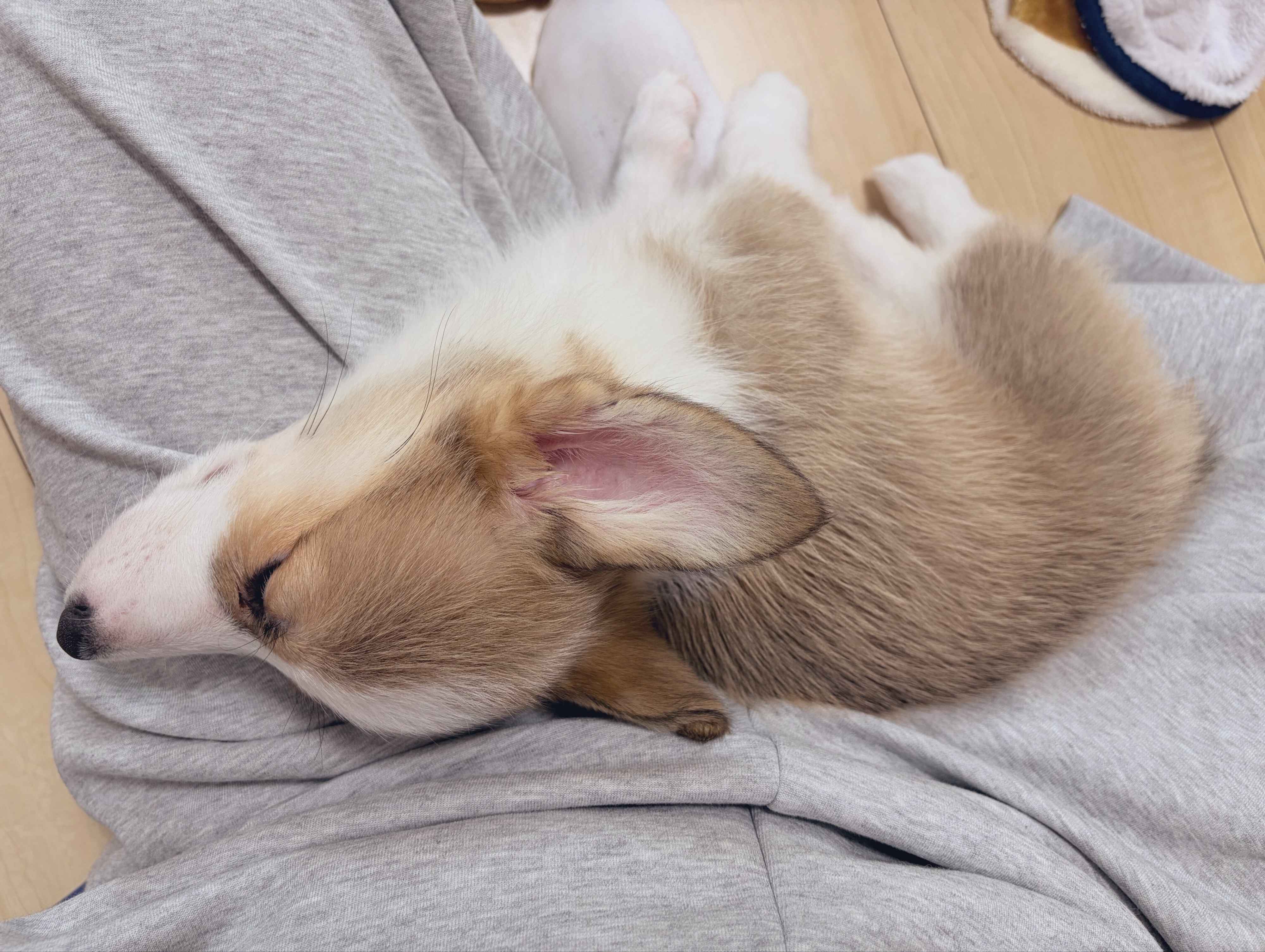 飼い主さんの膝の上で眠るぽんずちゃん