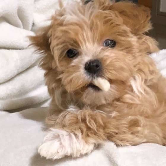 犬に白菜はあげてもいいの 白菜の栄養素や与える際の注意点を解説 いぬのきもちweb Magazine