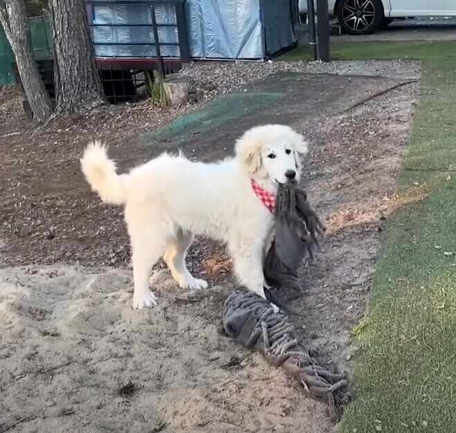 敷き物をくわえるリリーちゃん