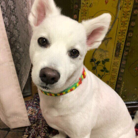 ウンチがいつもより柔らかい？ 犬の軟便が続くときの対処法 