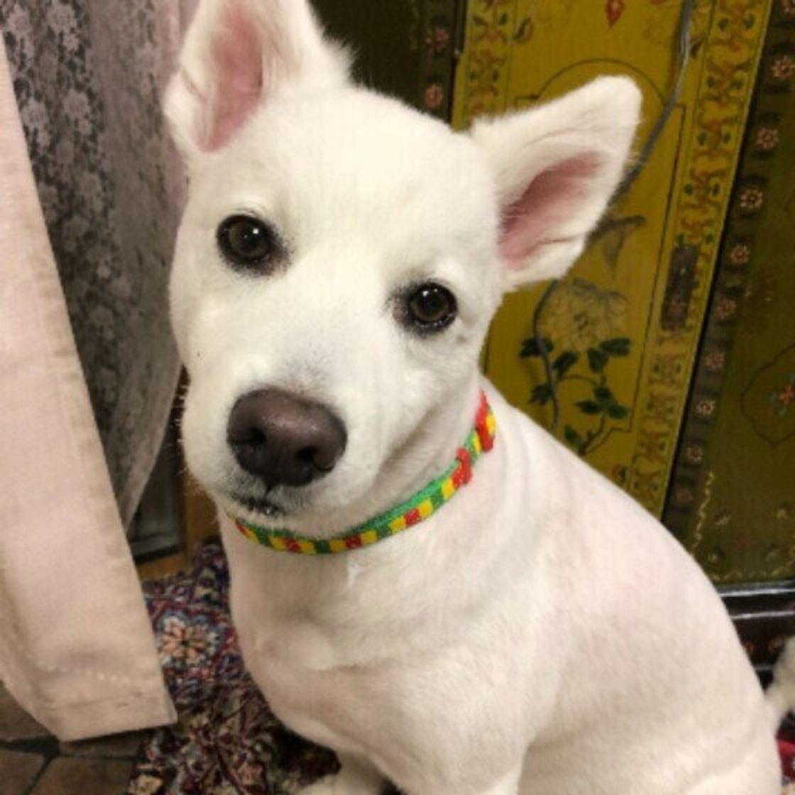 犬のウンチがいつもより柔らかい 軟便が続くときの対処法 いぬのきもちweb Magazine 犬のウンチがいつもより柔らかい 軟便が続くときの対処法 いぬのきもちweb Magazine