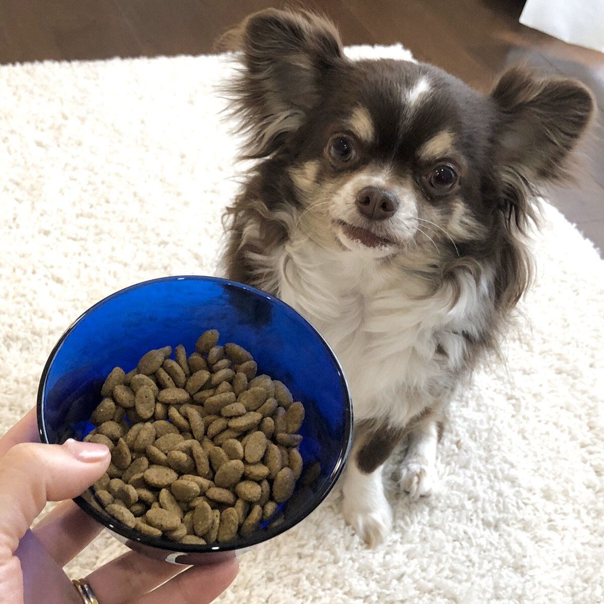 獣医師監修 安全なドッグフードとは 無添加がいいってホント おすすめランキング10選 いぬのきもちweb Magazine