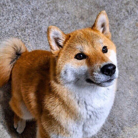 柴　椿