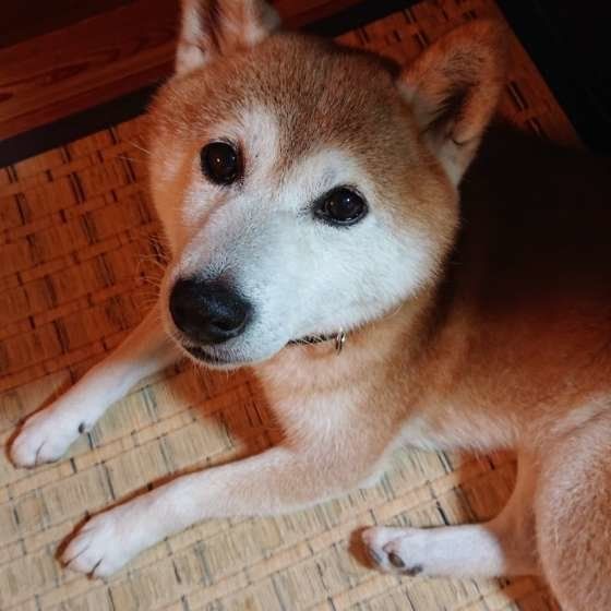 獣医師監修 知っておきたい犬の血液型 性格への影響や輸血の条件とは いぬのきもちweb Magazine