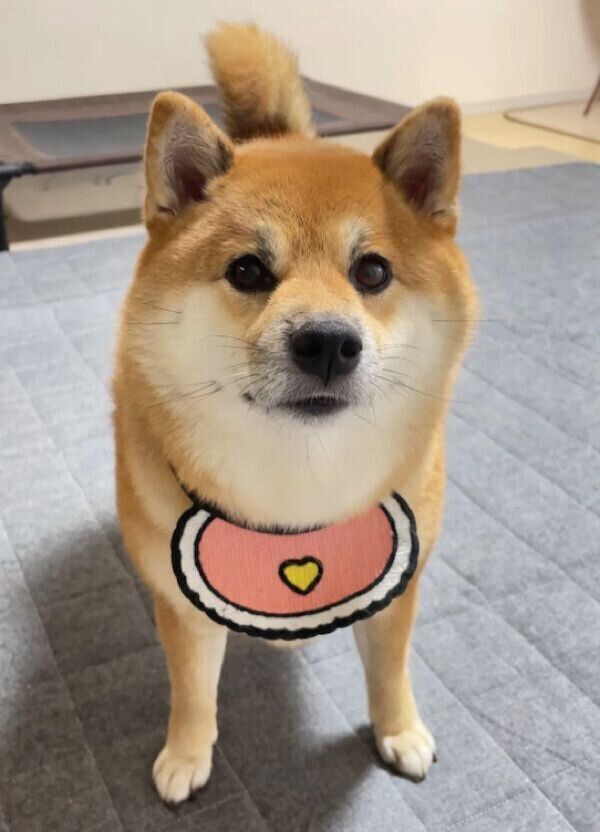 見つめるむーちゃん