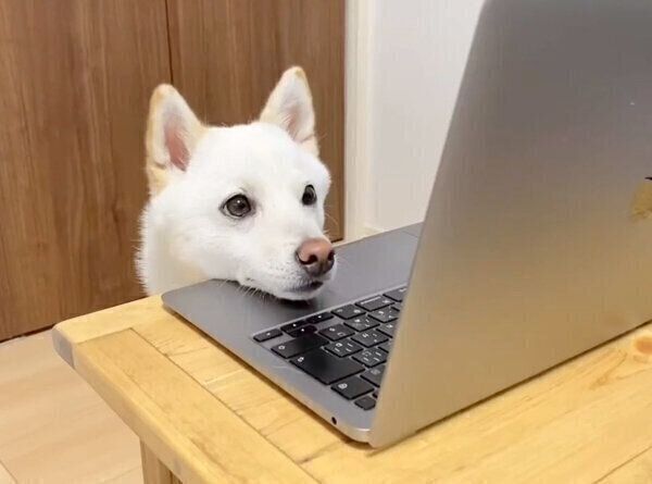 パソコン画面を見るほあちゃん