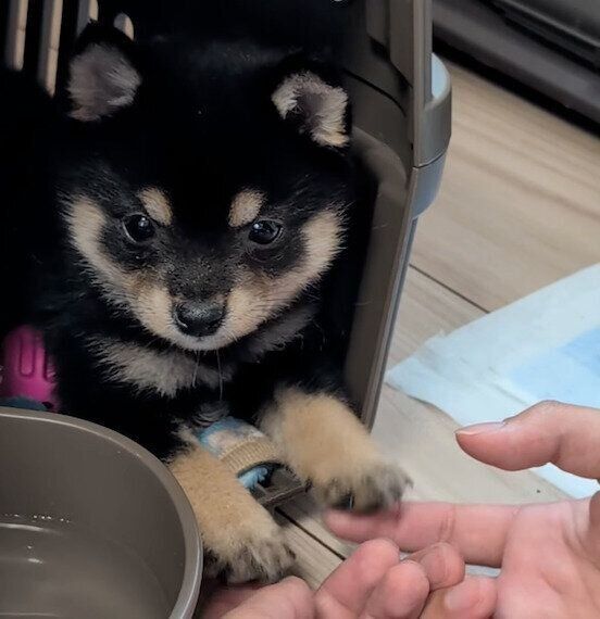 生後2カ月のころのてるこちゃん