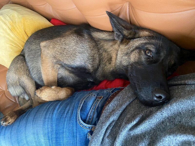 リラックスするコハクちゃん