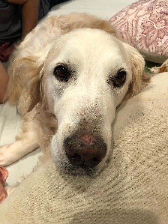 ゴールデン・レトリーバー