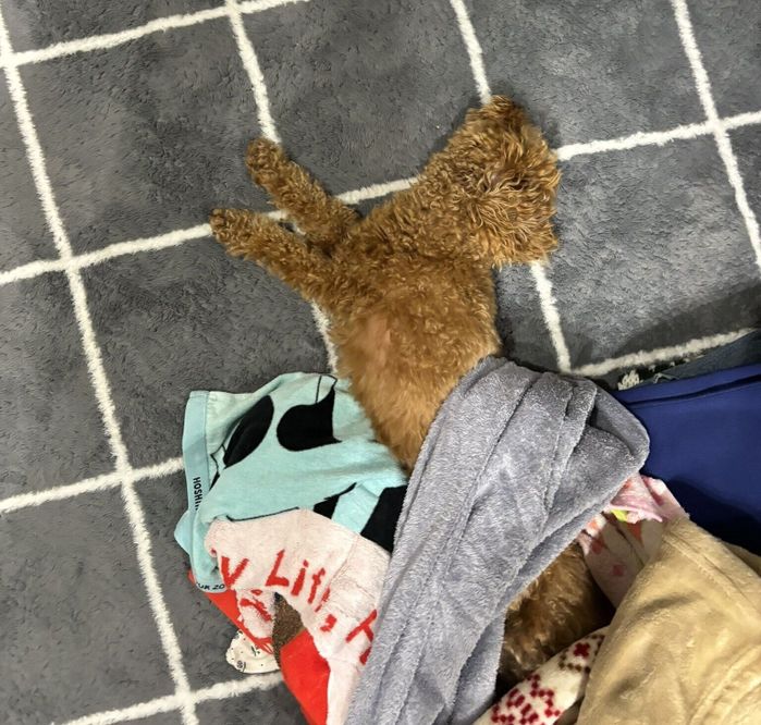 洗濯物の中で眠るポムちゃん