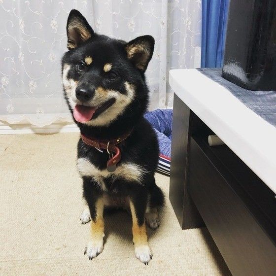 首をかしげる柴犬