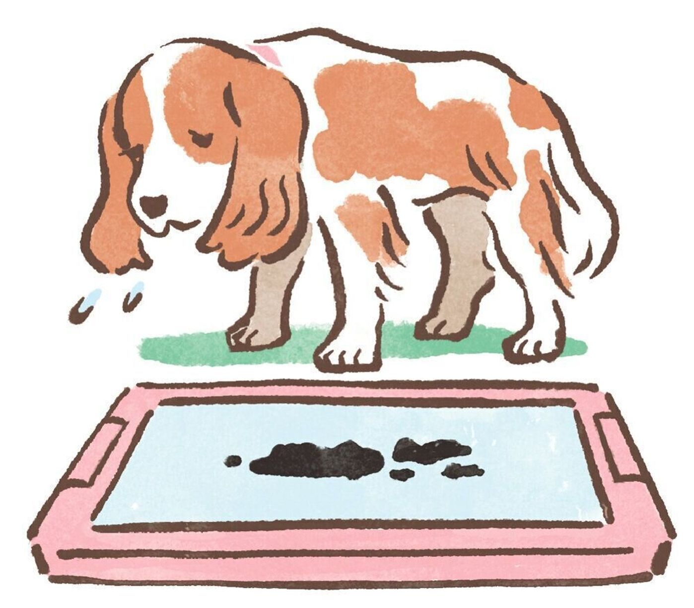 ぽたぽたオシッコ 黒いウンチ 今すぐ受診すべき犬の キケンなウンチ オシッコ いぬのきもちweb Magazine ぽたぽたオシッコ 黒いウンチ 今すぐ受診すべき犬の キケンなウンチ オシッコ いぬのきもちweb Magazine