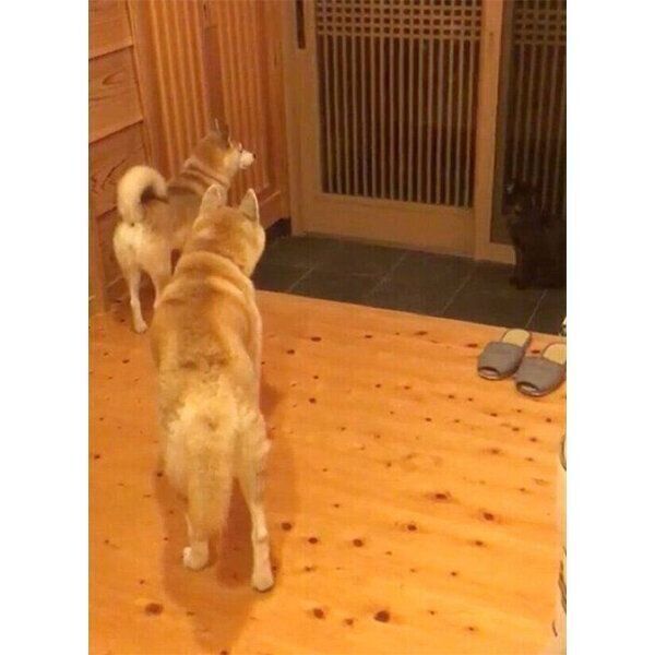 お父さんの帰宅を玄関で待つ蘭丸くん、茶々ちゃん、すずちゃん