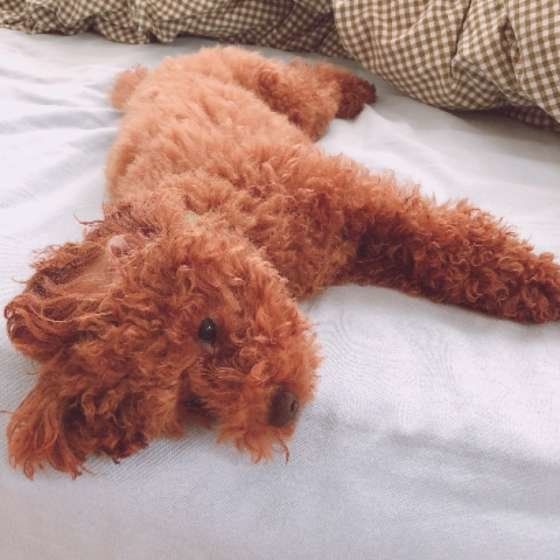 まだ眠たいトイ・プードルのココア