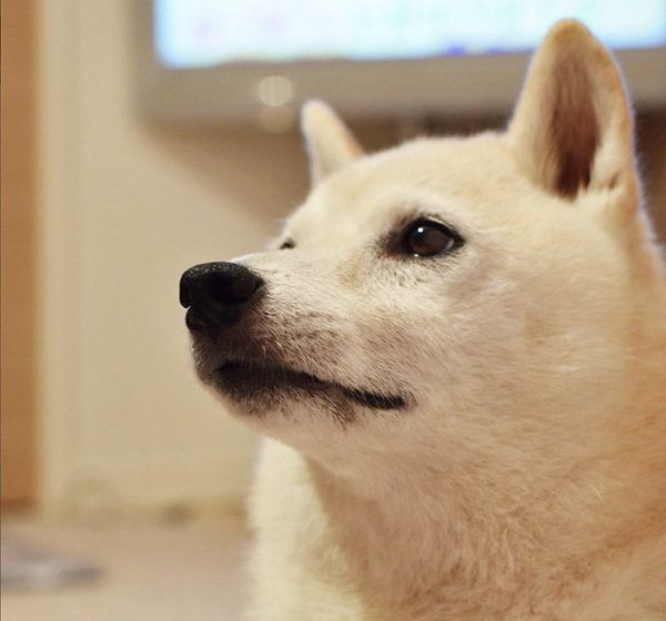柴犬のはなちゃん