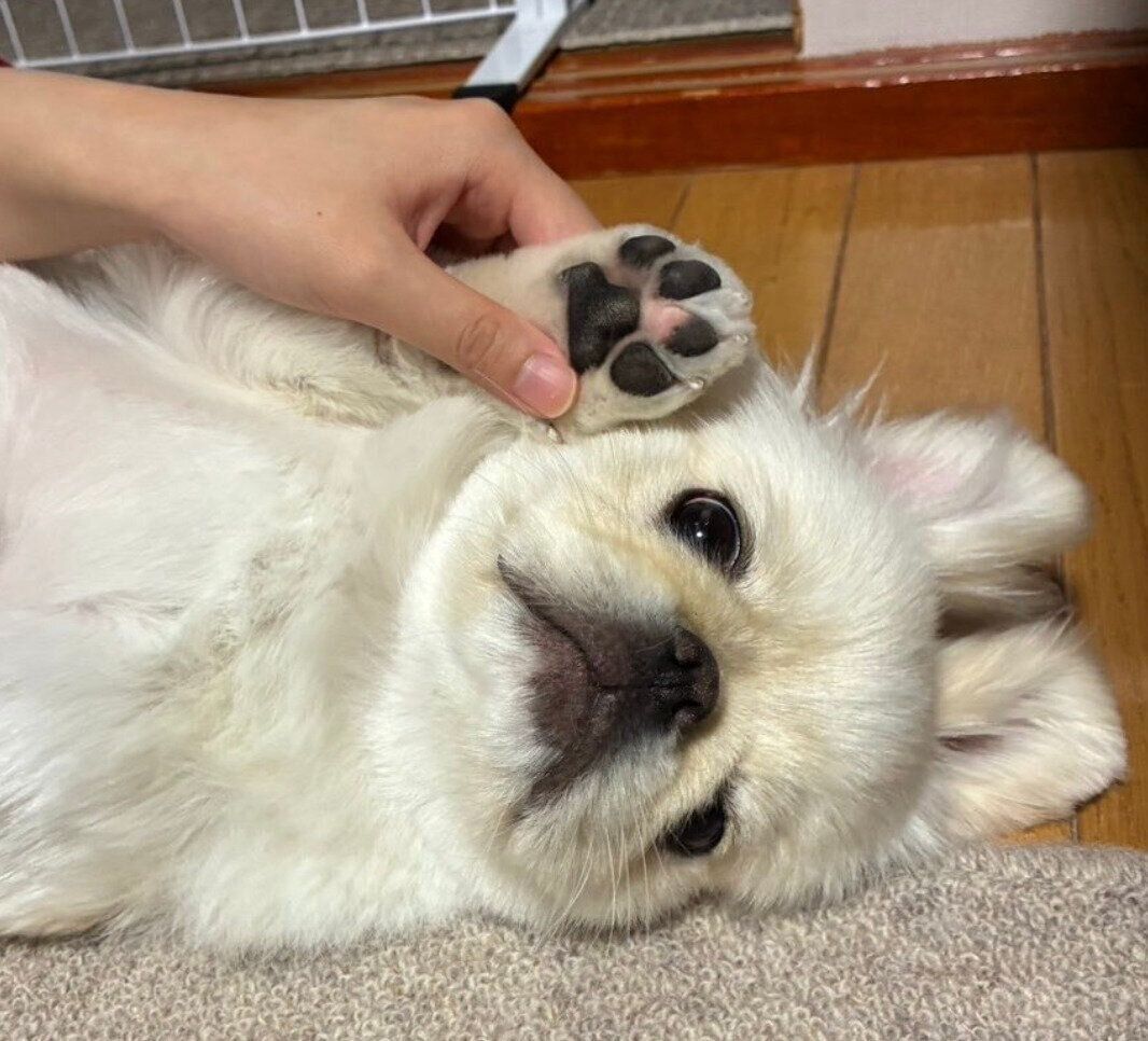 成長したぺっぺちゃん