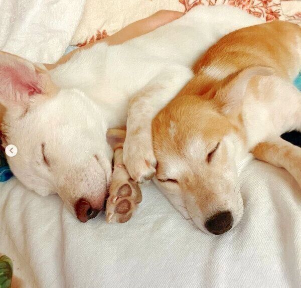 仲良く眠る梅ちゃん、稀ちゃん