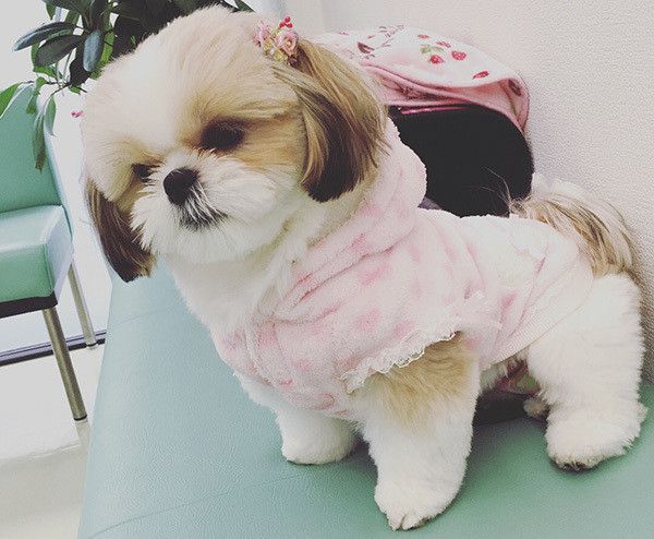 見つめるシー・ズー