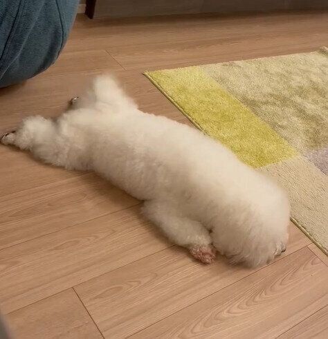 床に伏せ続けるめろちゃん