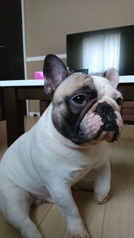 可愛いフレブル